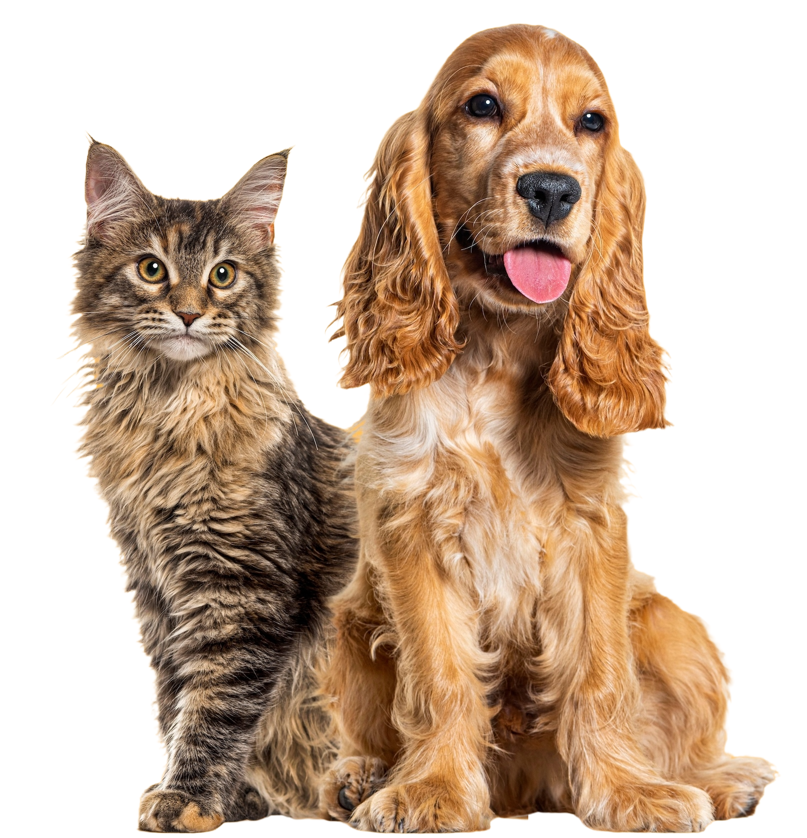 sharepaws_cat