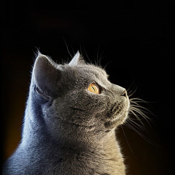 Canned Cats Kitty Lunch Snacks - Image 3