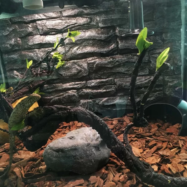 Reptile Corner Branch Vines Plants - Image 4