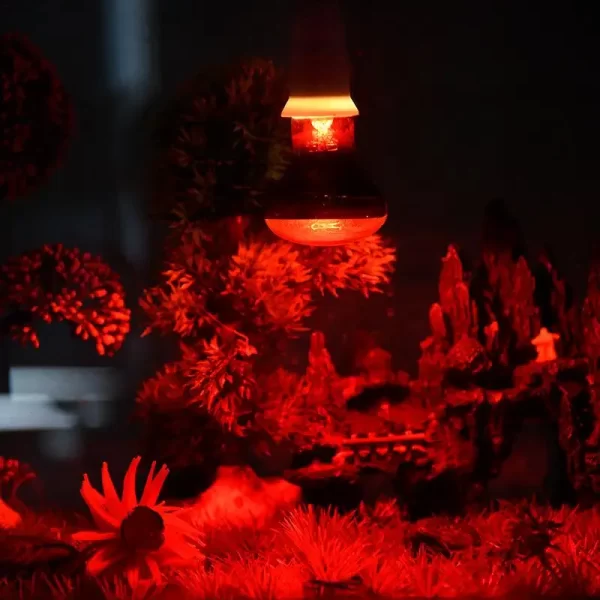 LED UVA Infrared Heat Lamp - Image 2